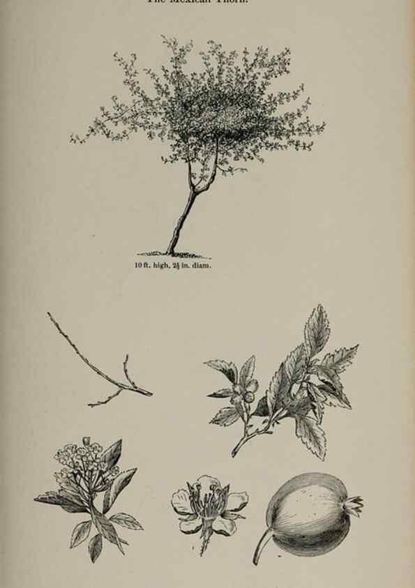 Reproducción/Reproduction 6918249482: Arboretum et fruticetum britannicum, or :. London :J.C. Loudon,1844.