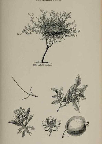 Reproducción/Reproduction 6918249482: Arboretum et fruticetum britannicum, or :. London :J.C. Loudon,1844.