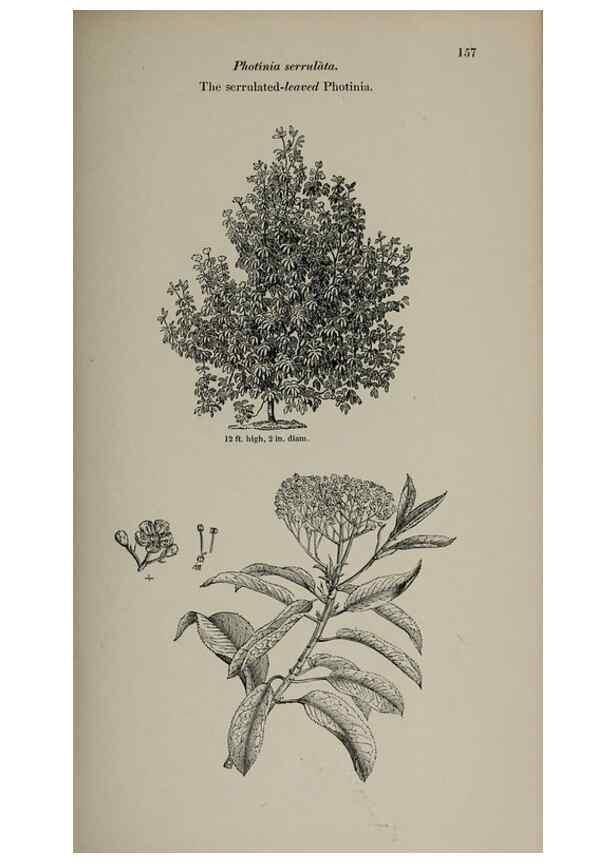 Reproducción/Reproduction 7064328055: Arboretum et fruticetum britannicum, or :. London :J.C. Loudon,1844.