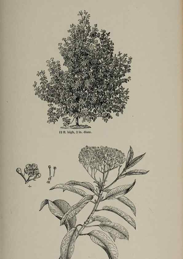 Reproducción/Reproduction 7064328055: Arboretum et fruticetum britannicum, or :. London :J.C. Loudon,1844.