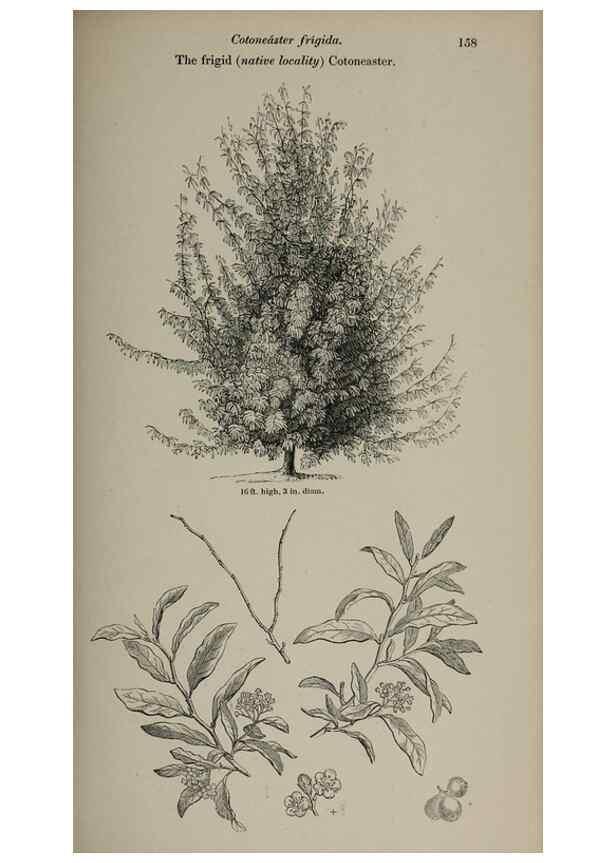 Reproducción/Reproduction 7064328485: Arboretum et fruticetum britannicum, or :. London :J.C. Loudon,1844.