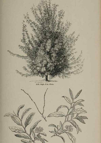 Reproducción/Reproduction 7064328485: Arboretum et fruticetum britannicum, or :. London :J.C. Loudon,1844.
