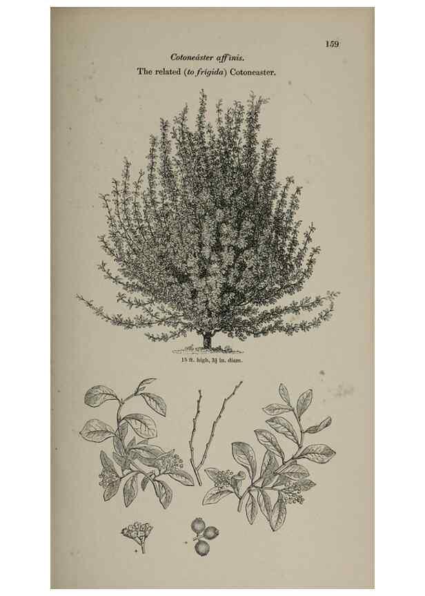 Reproducción/Reproduction 7064329041: Arboretum et fruticetum britannicum, or :. London :J.C. Loudon,1844.