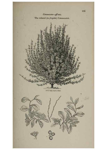 Reproducción/Reproduction 7064329041: Arboretum et fruticetum britannicum, or :. London :J.C. Loudon,1844.