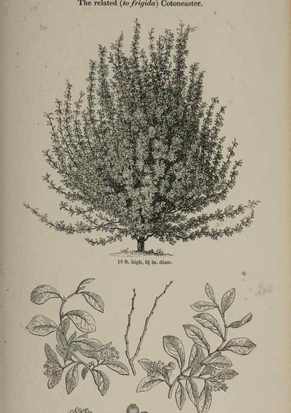 Reproducción/Reproduction 7064329041: Arboretum et fruticetum britannicum, or :. London :J.C. Loudon,1844.