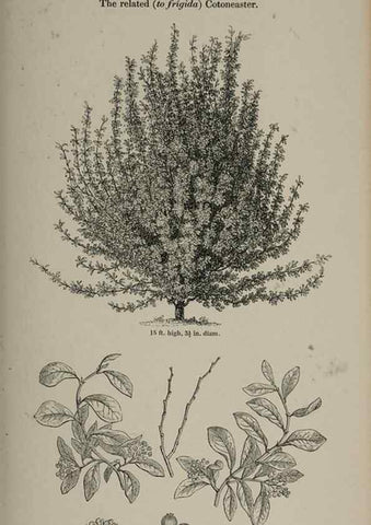 Reproducción/Reproduction 7064329041: Arboretum et fruticetum britannicum, or :. London :J.C. Loudon,1844.