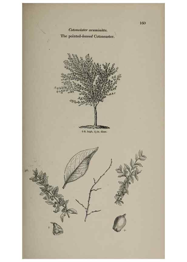 Reproducción/Reproduction 6918251396: Arboretum et fruticetum britannicum, or :. London :J.C. Loudon,1844.