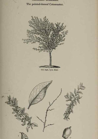 Reproducción/Reproduction 6918251396: Arboretum et fruticetum britannicum, or :. London :J.C. Loudon,1844.