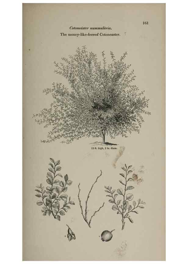 Reproducción/Reproduction 6918251806: Arboretum et fruticetum britannicum, or :. London :J.C. Loudon,1844.