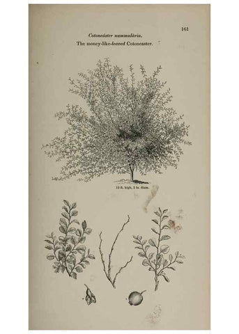 Reproducción/Reproduction 6918251806: Arboretum et fruticetum britannicum, or :. London :J.C. Loudon,1844.