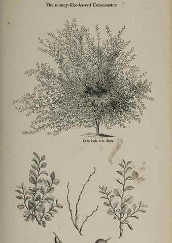 Reproducción/Reproduction 6918251806: Arboretum et fruticetum britannicum, or :. London :J.C. Loudon,1844.