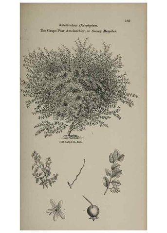Reproducción/Reproduction 6918252414: Arboretum et fruticetum britannicum, or :. London :J.C. Loudon,1844.