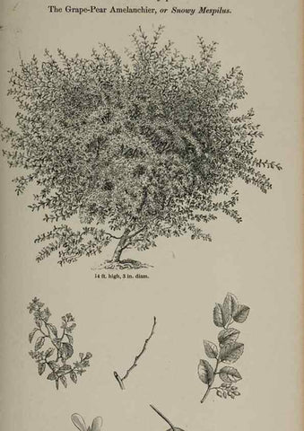Reproducción/Reproduction 6918252414: Arboretum et fruticetum britannicum, or :. London :J.C. Loudon,1844.