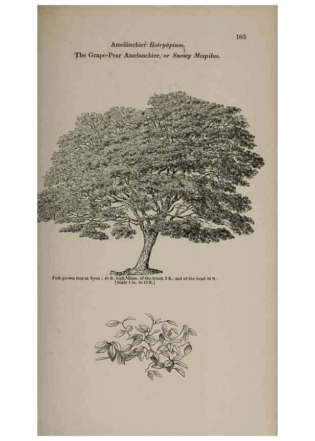 Reproducción/Reproduction 7064331027: Arboretum et fruticetum britannicum, or :. London :J.C. Loudon,1844.