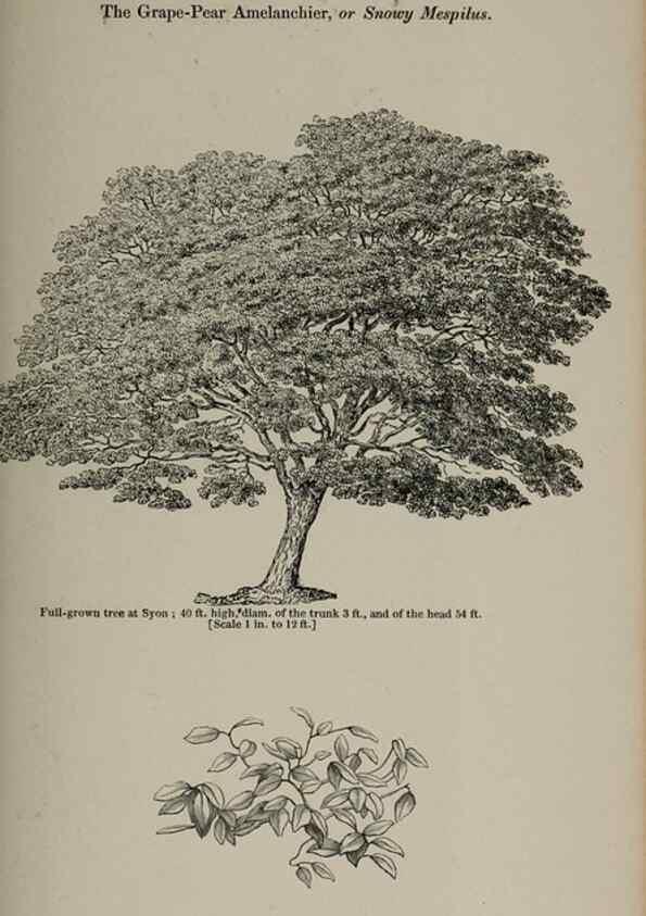 Reproducción/Reproduction 7064331027: Arboretum et fruticetum britannicum, or :. London :J.C. Loudon,1844.