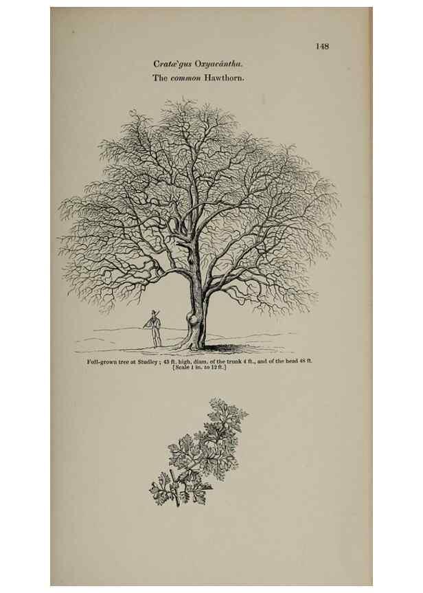 Reproducción/Reproduction 6918244742: Arboretum et fruticetum britannicum, or :. London :J.C. Loudon,1844.