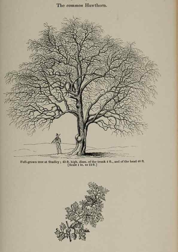 Reproducción/Reproduction 6918244742: Arboretum et fruticetum britannicum, or :. London :J.C. Loudon,1844.