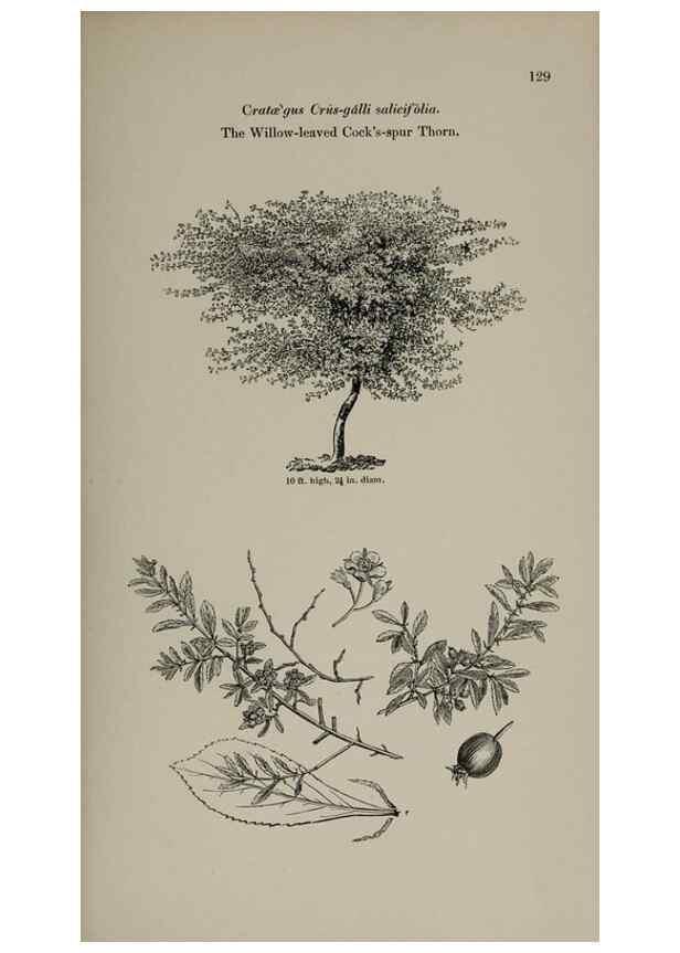 Reproducción/Reproduction 6918233324: Arboretum et fruticetum britannicum, or :. London :J.C. Loudon,1844.