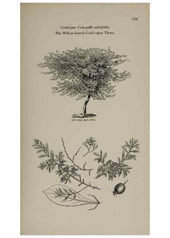 Reproducción/Reproduction 6918233324: Arboretum et fruticetum britannicum, or :. London :J.C. Loudon,1844.