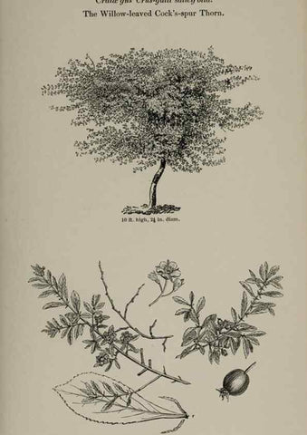 Reproducción/Reproduction 6918233324: Arboretum et fruticetum britannicum, or :. London :J.C. Loudon,1844.