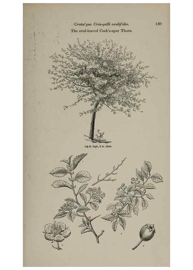 Reproducción/Reproduction 6918233754: Arboretum et fruticetum britannicum, or :. London :J.C. Loudon,1844.
