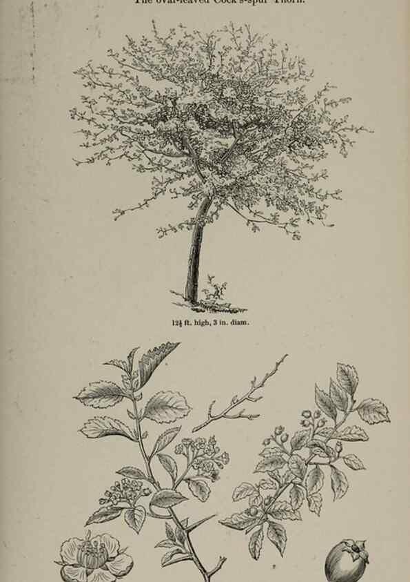 Reproducción/Reproduction 6918233754: Arboretum et fruticetum britannicum, or :. London :J.C. Loudon,1844.
