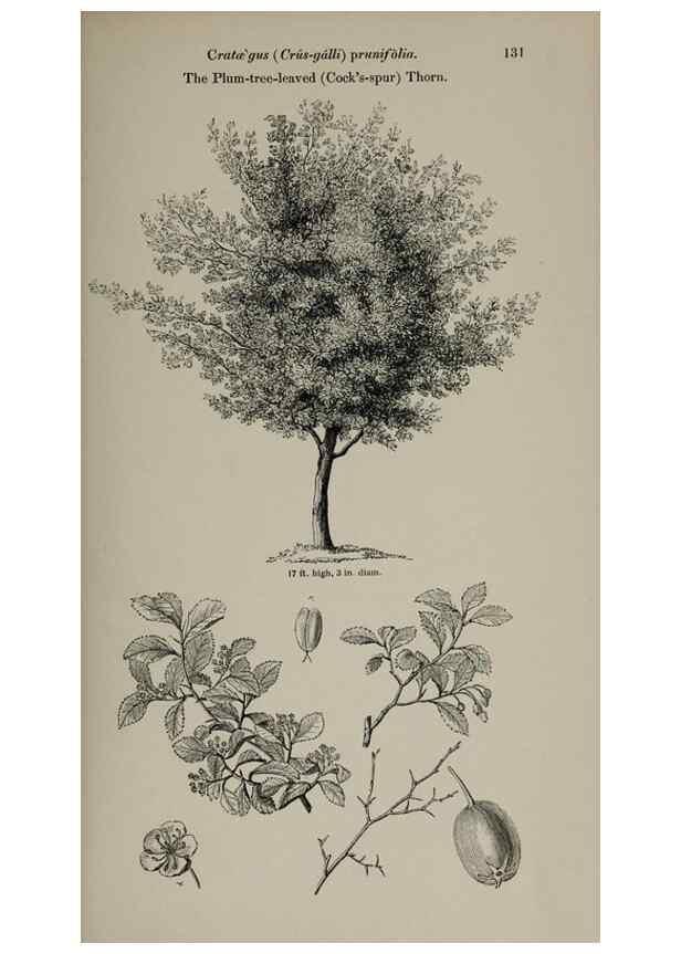 Reproducción/Reproduction 6918234202: Arboretum et fruticetum britannicum, or :. London :J.C. Loudon,1844.