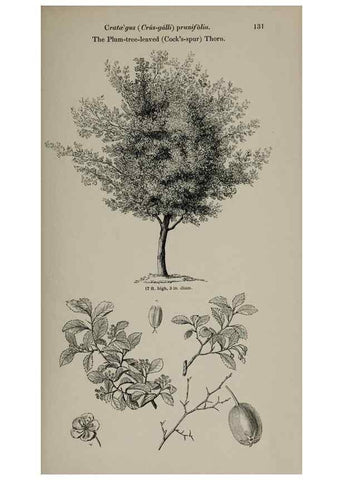 Reproducción/Reproduction 6918234202: Arboretum et fruticetum britannicum, or :. London :J.C. Loudon,1844.