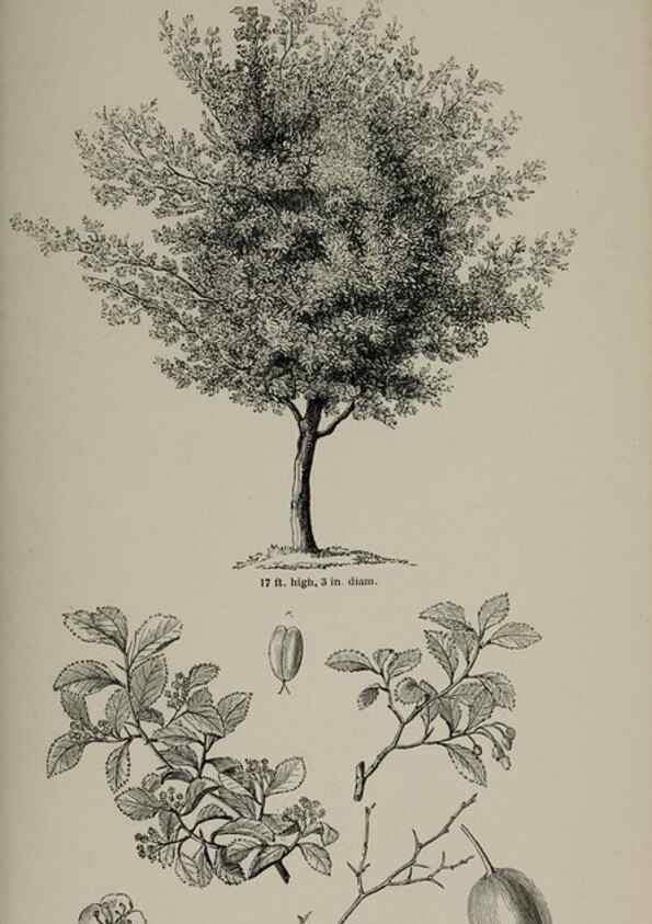 Reproducción/Reproduction 6918234202: Arboretum et fruticetum britannicum, or :. London :J.C. Loudon,1844.
