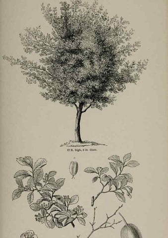 Reproducción/Reproduction 6918234202: Arboretum et fruticetum britannicum, or :. London :J.C. Loudon,1844.
