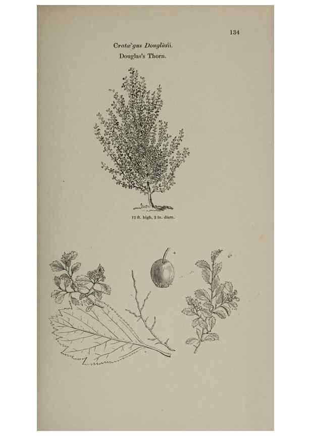 Reproducción/Reproduction 7064313917: Arboretum et fruticetum britannicum, or :. London :J.C. Loudon,1844.