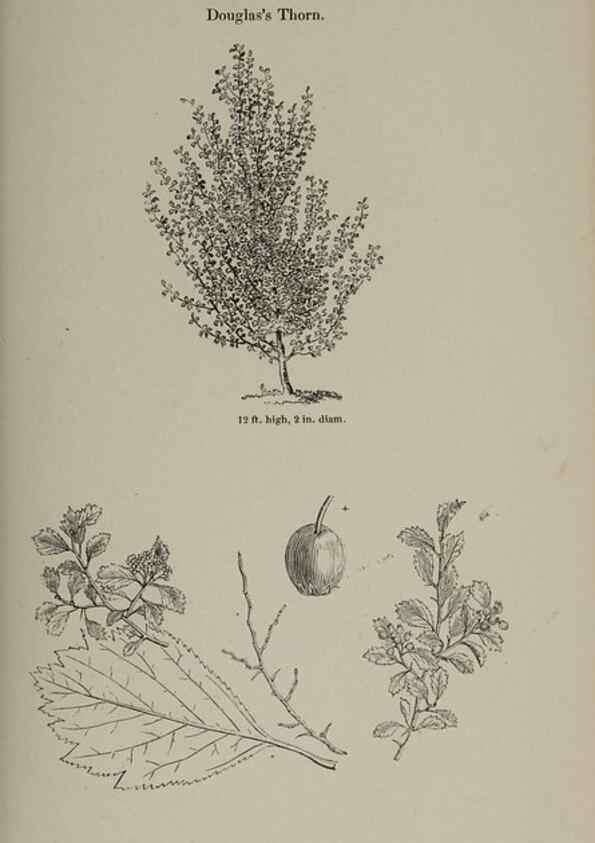 Reproducción/Reproduction 7064313917: Arboretum et fruticetum britannicum, or :. London :J.C. Loudon,1844.