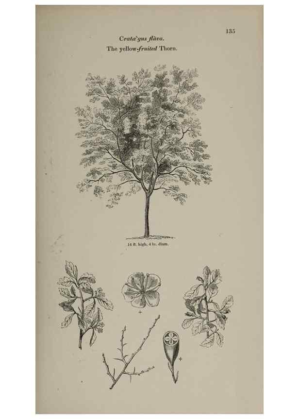 Reproducción/Reproduction 7064314283: Arboretum et fruticetum britannicum, or :. London :J.C. Loudon,1844.