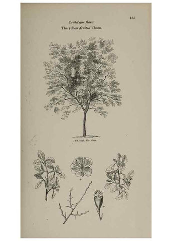 Reproducción/Reproduction 7064314283: Arboretum et fruticetum britannicum, or :. London :J.C. Loudon,1844.