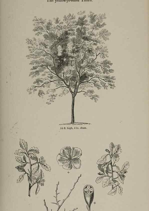 Reproducción/Reproduction 7064314283: Arboretum et fruticetum britannicum, or :. London :J.C. Loudon,1844.