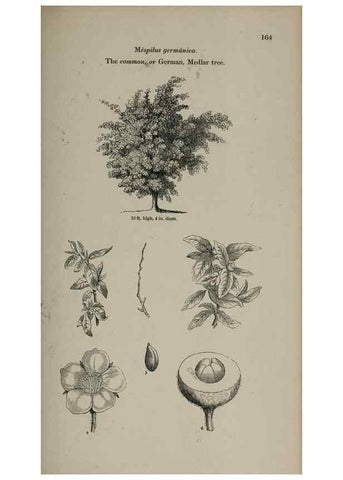 Reproducción/Reproduction 6918253512: Arboretum et fruticetum britannicum, or :. London :J.C. Loudon,1844.