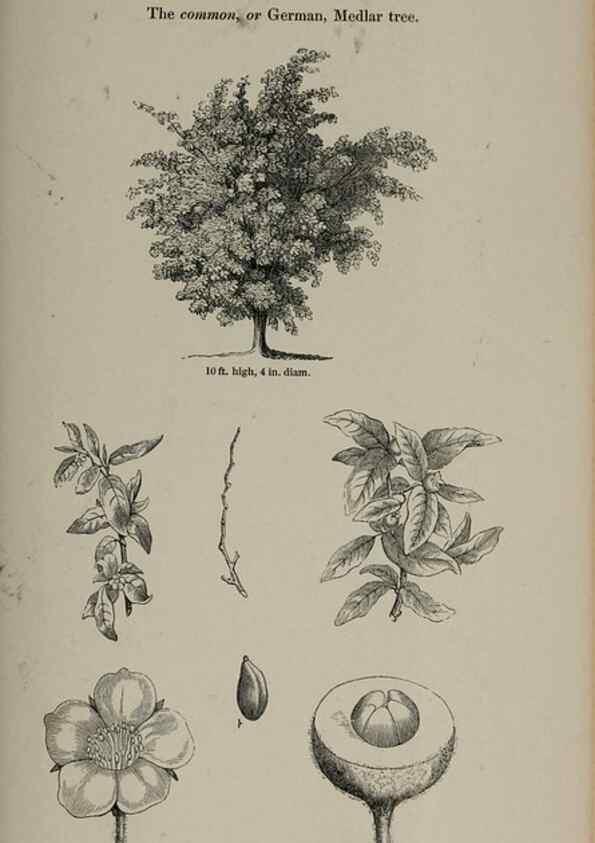Reproducción/Reproduction 6918253512: Arboretum et fruticetum britannicum, or :. London :J.C. Loudon,1844.