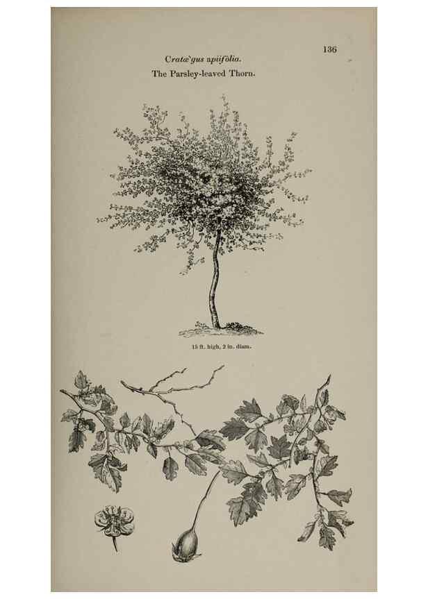 Reproducción/Reproduction 7064314653: Arboretum et fruticetum britannicum, or :. London :J.C. Loudon,1844.