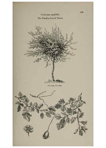 Reproducción/Reproduction 7064314653: Arboretum et fruticetum britannicum, or :. London :J.C. Loudon,1844.