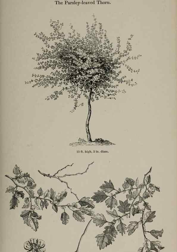Reproducción/Reproduction 7064314653: Arboretum et fruticetum britannicum, or :. London :J.C. Loudon,1844.