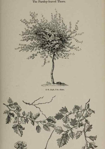 Reproducción/Reproduction 7064314653: Arboretum et fruticetum britannicum, or :. London :J.C. Loudon,1844.
