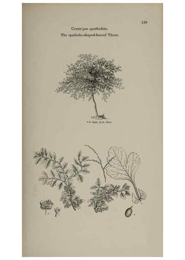 Reproducción/Reproduction 7064315381: Arboretum et fruticetum britannicum, or :. London :J.C. Loudon,1844.