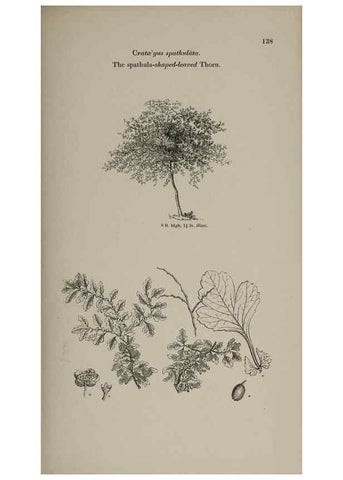 Reproducción/Reproduction 7064315381: Arboretum et fruticetum britannicum, or :. London :J.C. Loudon,1844.
