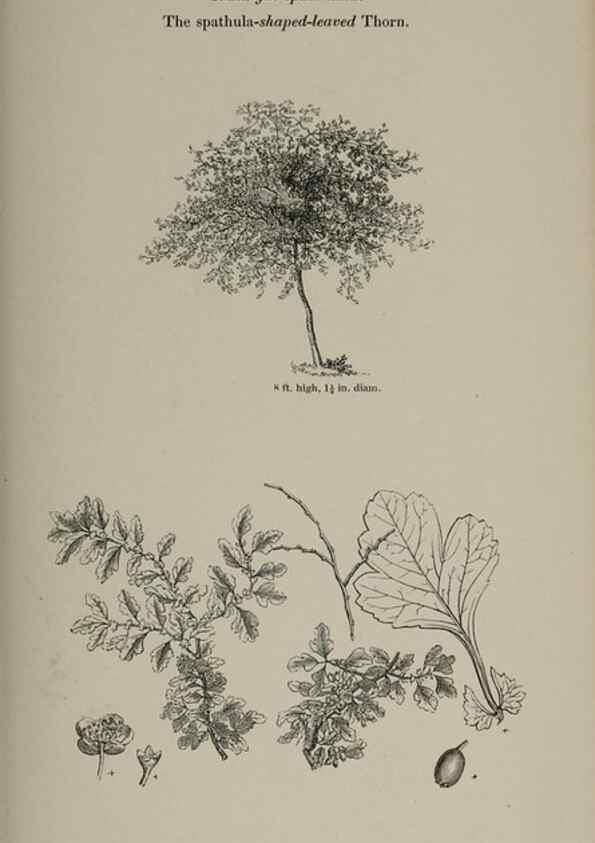 Reproducción/Reproduction 7064315381: Arboretum et fruticetum britannicum, or :. London :J.C. Loudon,1844.