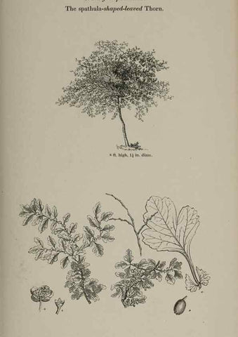 Reproducción/Reproduction 7064315381: Arboretum et fruticetum britannicum, or :. London :J.C. Loudon,1844.