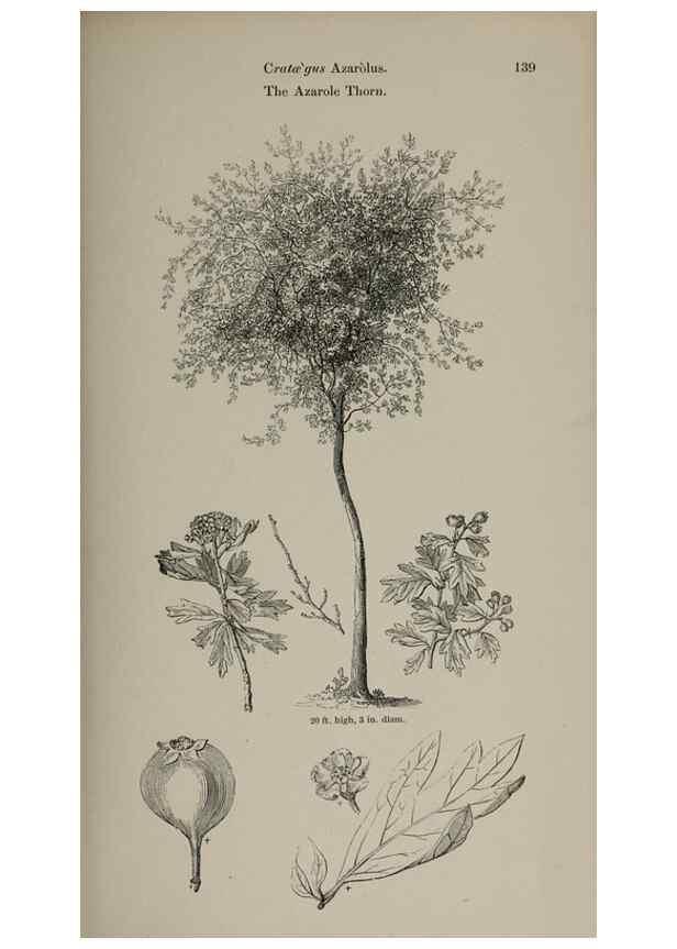 Reproducción/Reproduction 7064316385: Arboretum et fruticetum britannicum, or :. London :J.C. Loudon,1844.