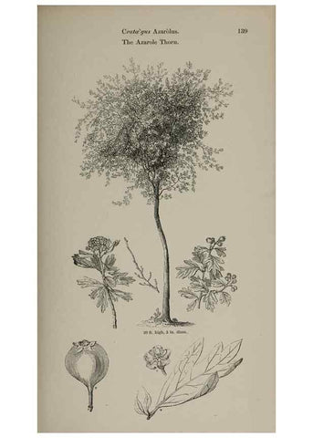 Reproducción/Reproduction 7064316385: Arboretum et fruticetum britannicum, or :. London :J.C. Loudon,1844.