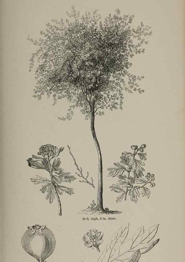 Reproducción/Reproduction 7064316385: Arboretum et fruticetum britannicum, or :. London :J.C. Loudon,1844.