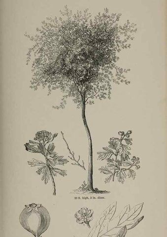 Reproducción/Reproduction 7064316385: Arboretum et fruticetum britannicum, or :. London :J.C. Loudon,1844.