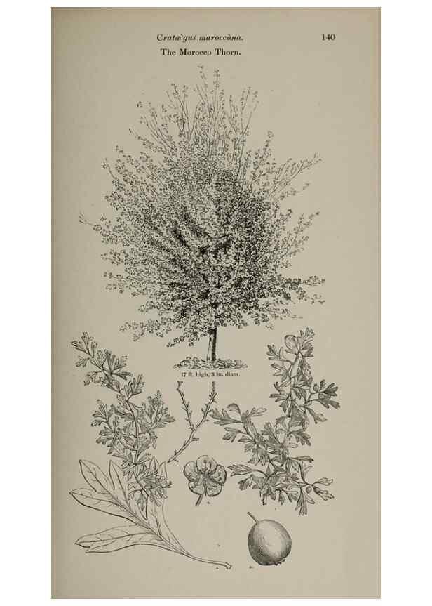 Reproducción/Reproduction 6918240120: Arboretum et fruticetum britannicum, or :. London :J.C. Loudon,1844.